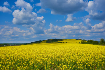 rapeseed field on the mountain,beautiful landscape of yellow rapeseed field with clouds on blue sky
