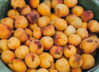 Lots of orange, yellow ripe apricots in a plastic bucket, top view. Excellent, good fruit harvest.