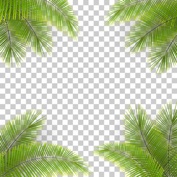 Vector palm tree leaves in the corners on transparent backfround. Tropical background. Coconut leaves frame.