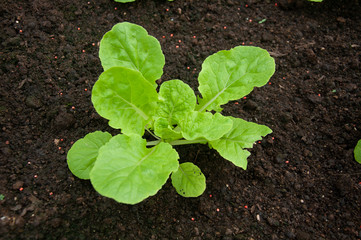 Green young seedling of plant in a brown soil.