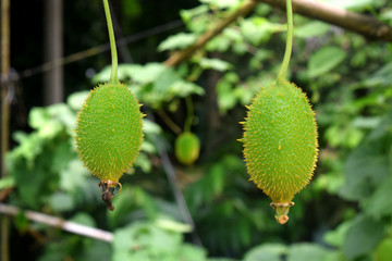 Close up fresh Momordica cochinchinensis vegetbales in agricultural field