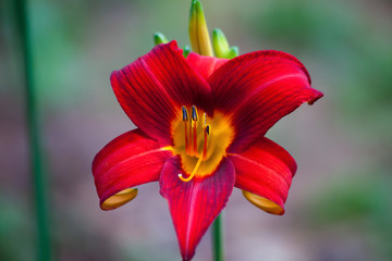 Fototapeta premium Hot Red Lily in the garden
