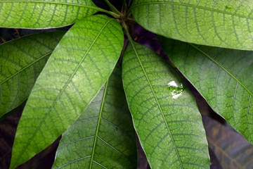green leaf background, Mango's green leaves patterns and textures