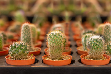 Collection of cactus and plants in different pots Potted cactus on the floor