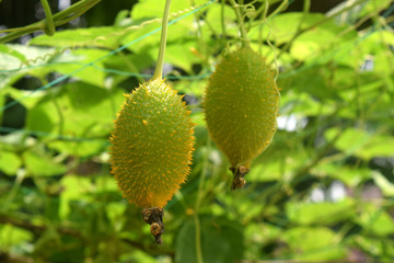 Close up fresh Momordica cochinchinensis vegetable in agricultural field