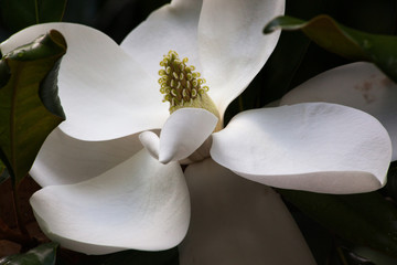 Magnolia Tree in Bloom