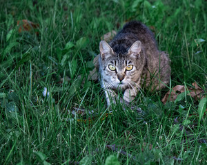 Naklejka na ściany i meble Cautious cat in the grass