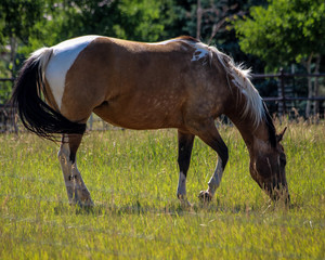 Fototapeta premium brown and white horse 