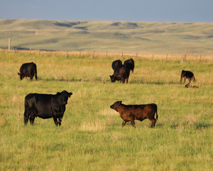 Cows in the meadow with mountain backround