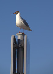Mouette