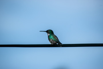 Fototapeta premium Koliber pozuje na drucie