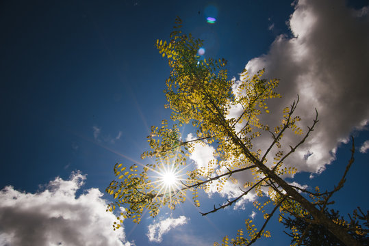 sky and tree