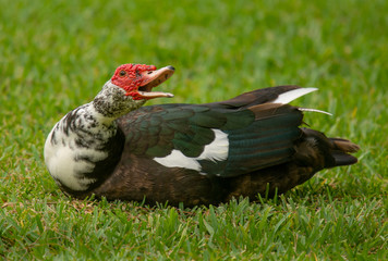Muscovy Duck