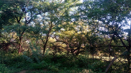 morning in the forest
