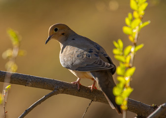 Mourning Dove