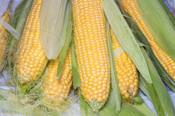 Fresh corn on cobs on wooden table, closeup,