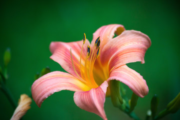 Orange Lily growing in a garden