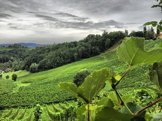 vineyard in summer under stormy sky