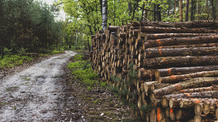 Droga leśna i bale ściętego drewna © spacer.z.aparatem 