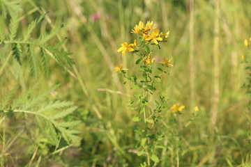 Unusually beautiful golden-yellow flowers of St. John's wort in the sunlight on the green meadow on...