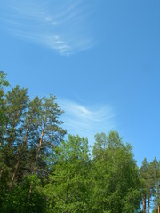 A beautiful landscape with a bright blue sky with white cirrus clouds and tops of green trees. An atmosphere of freshness. Natural landscape with pine forest.