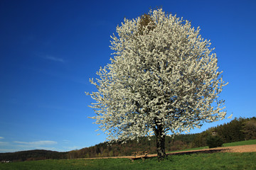 Fototapeta na wymiar Blühender Birnbaum im Frühling
