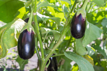 growing vegetables in an industrial greenhouse eggplant