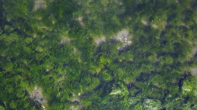 Aerial Shot Over Algee