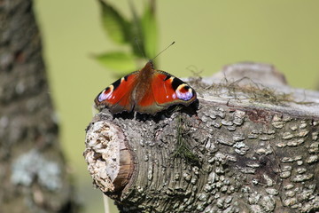Beautiful Peacock butterfly with bright velvet red-violet wings sits on stump on a sunny summer day against the background of green duckweed on a forest lake. Beautiful natural landscape. Aglais io.