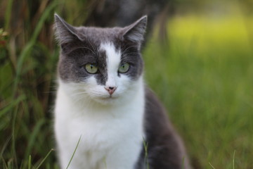A beautiful gray smoky cat with bright green eyes on a summer day sits in green grass in the garden on a sunny background and looks into the distance. Color-saturated portrait of an elegant cat.