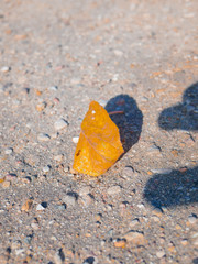 a lonely autumn leaf lies on the ground