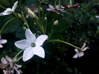 white flowers in the garden