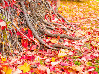 tree roots on yellow-red foliage