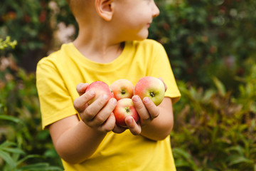 Outdoor activity. Young child boy holding fresh organic juicy apples harvest in green garden outdoor. Just picked fruit