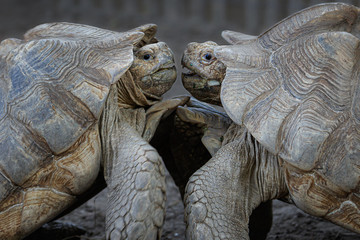 two turtles battling head on and fierce