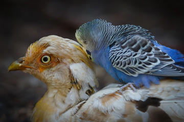 Budgerigar riding a Golden pheasant is it harassment
 or fun
