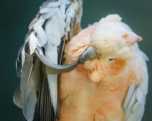 cockatoo brushes its feathers funny position