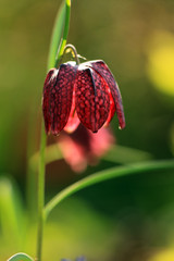 Schachbrettblume