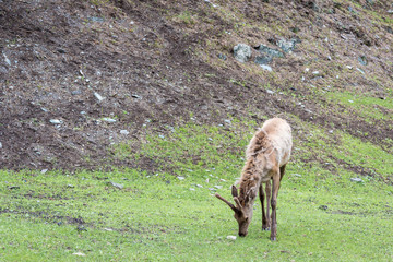 Obraz na płótnie Canvas Maral deer at the foot of a mountain in zoo.