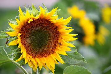 Bee on a yellow sunflower