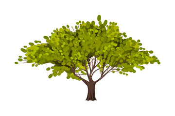 Green Tree as Perennial Plant with Trunk, Branches and Leaves Vector Illustration