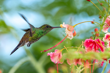 Copper-rumped hummingbird feeding on a Pride of Barbados flower. hummingbird in garden, small tropical bird, bird in flight, hovering hummingbird, bird in natural habitat