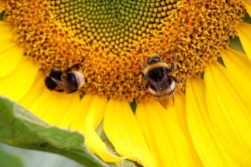 Bee on a yellow sunflower