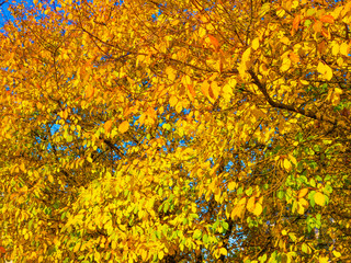 yellowed foliage on a tree close up