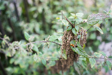 green background with small lady bug photo