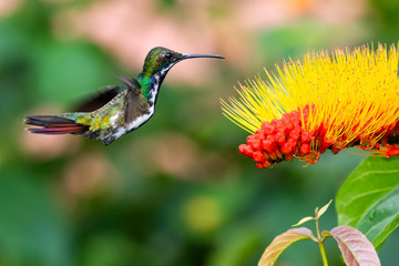 A juvenile Black-throated Mango hummingbird feeding on the tropical Monkey Brush Vine. hummingbird in garden, small tropical bird, bird in flight, hovering hummingbird, bird in natural habitat