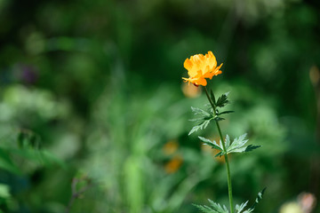 Beautiful flowers blooming in spring day.