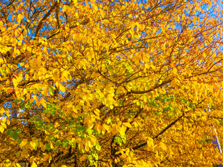 yellowed foliage on a tree close up