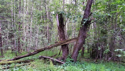 Huge stumps from a broken tree form a large V in a clearing of mixed forest.