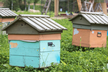 Wooden houses for breeding bees in apiary in mountains.